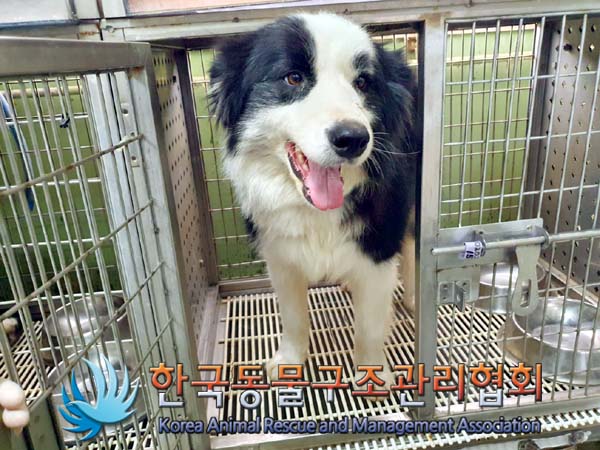 한국동물구조관리협회_441414202400057