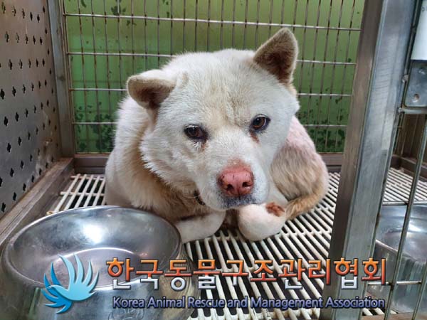 한국동물구조관리협회_441559202400071
