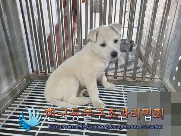 종료(안락사) 믹스…