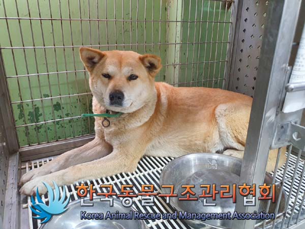 한국동물구조관리협회_441409202400165