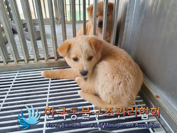 한국동물구조관리협회_441414202400056