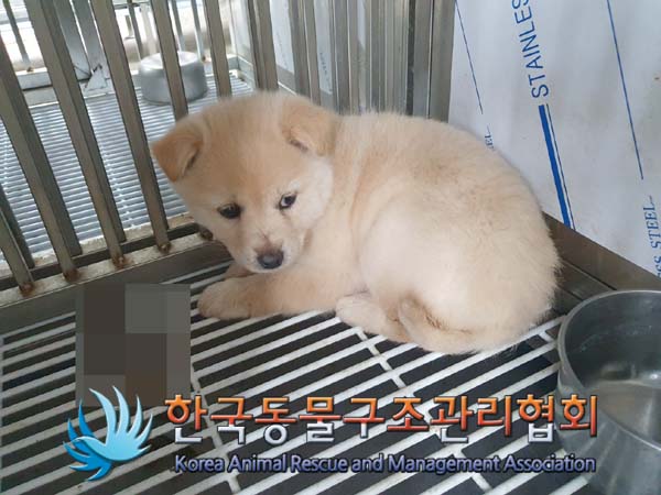 종료(안락사) 믹스…