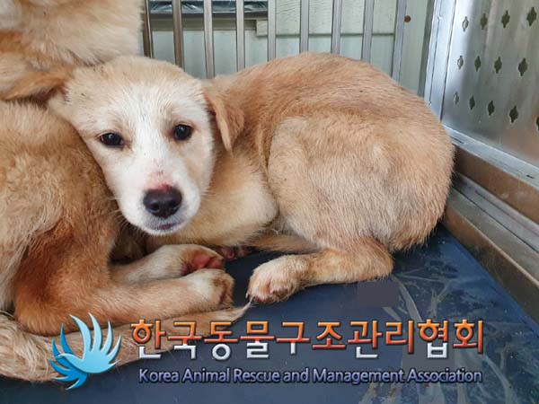 종료(안락사) 믹스…