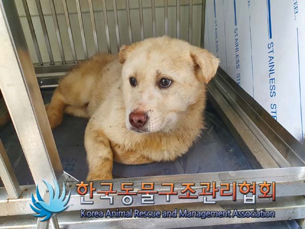 한국동물구조관리협회_441392202400029