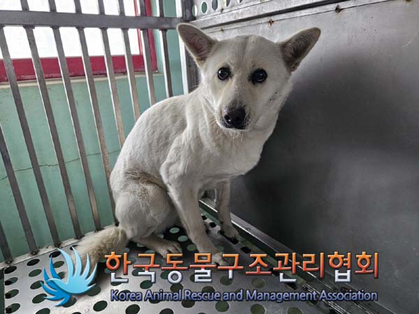종료(안락사) 믹스…