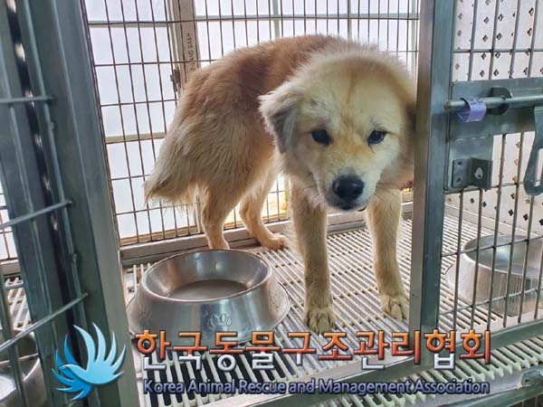 한국동물구조관리협회_441406202400153