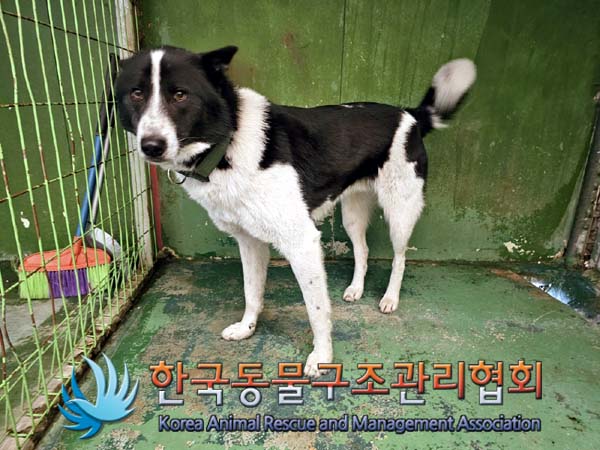 한국동물구조관리협회_441406202400157