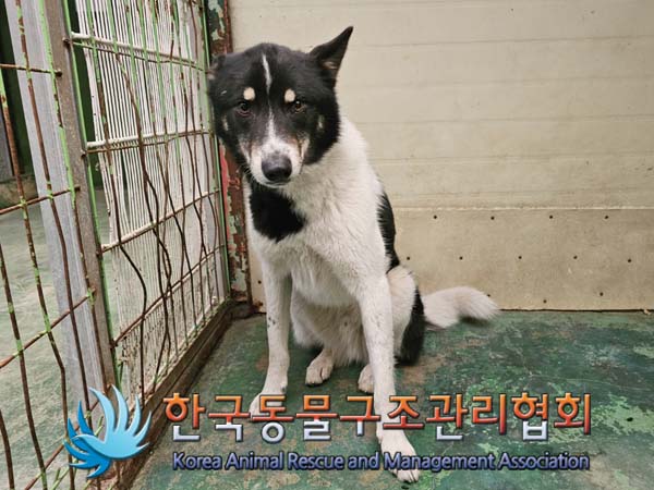 한국동물구조관리협회_441406202400156