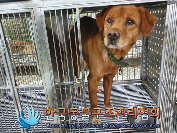 종료(안락사) 믹스…