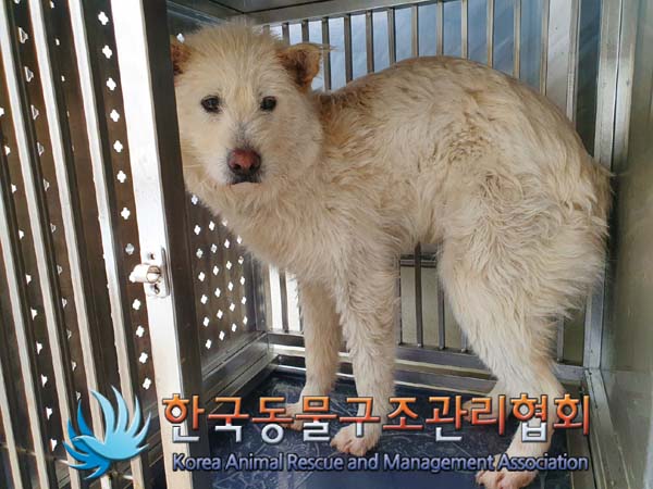 종료(안락사) 믹스…