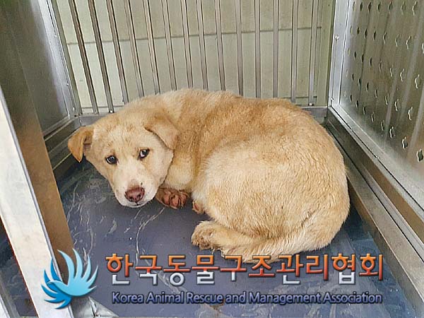 종료(안락사) 믹스…