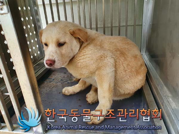 종료(안락사) 믹스…