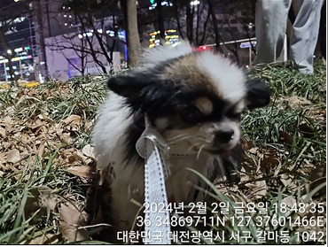 종료(반환) 치와와…