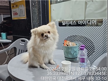 대전동물보호센터_430366202400031