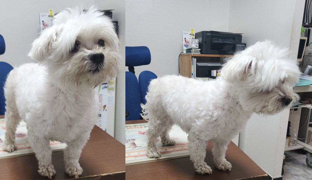 대구수의사회(아이펫)_427343202400025