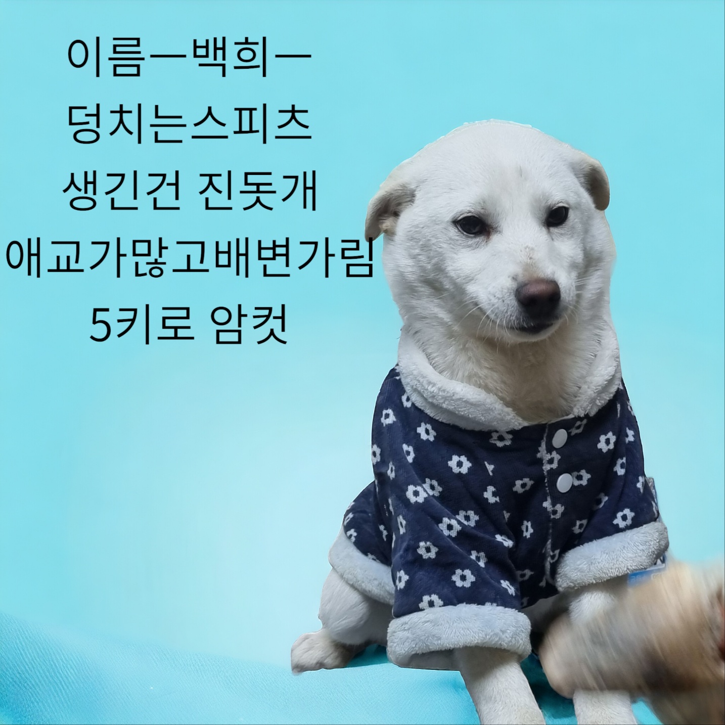 보호중 믹스견의 가…
