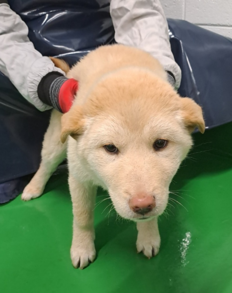 영월군 동물보호센터_442427202400017