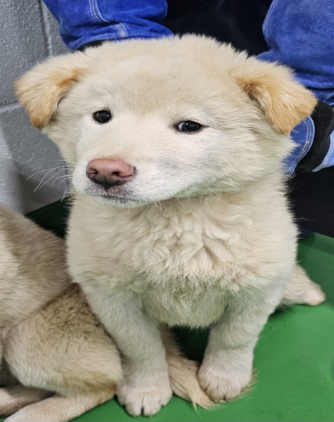 보호중 믹스견의 가…