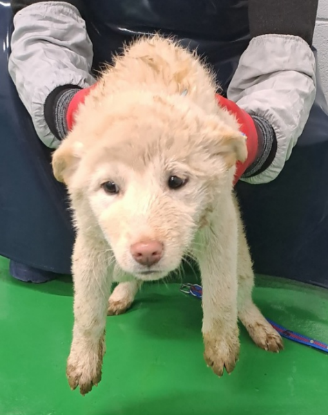 영월군 동물보호센터_442427202400018