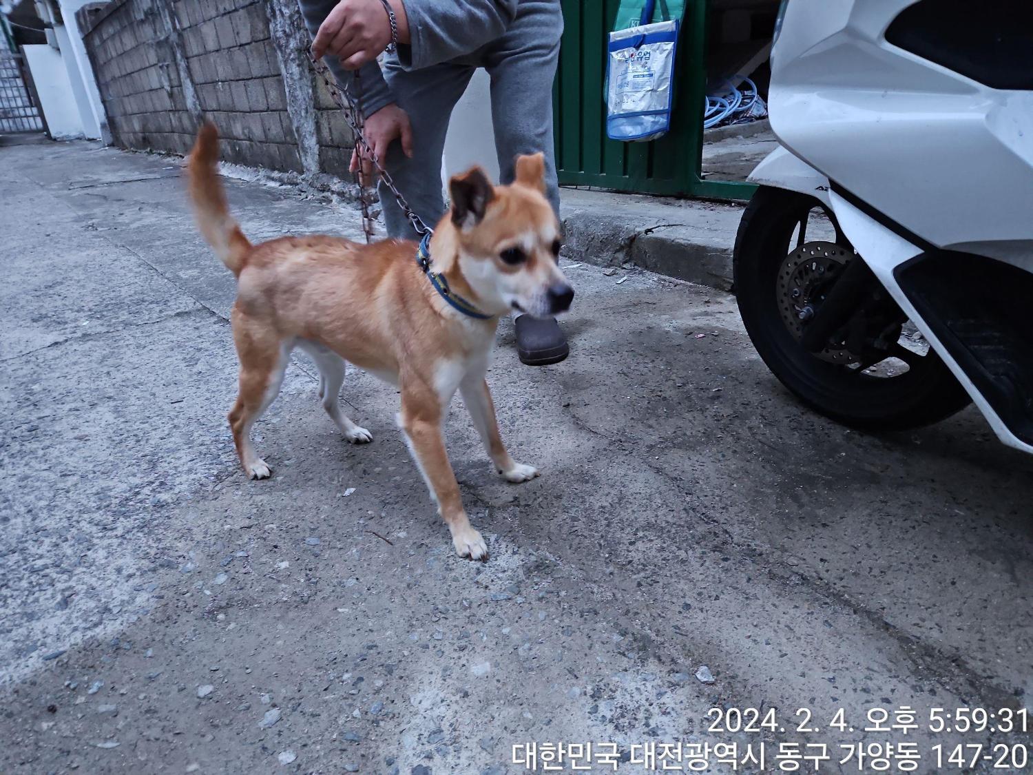 대전동물보호센터_430364202400030