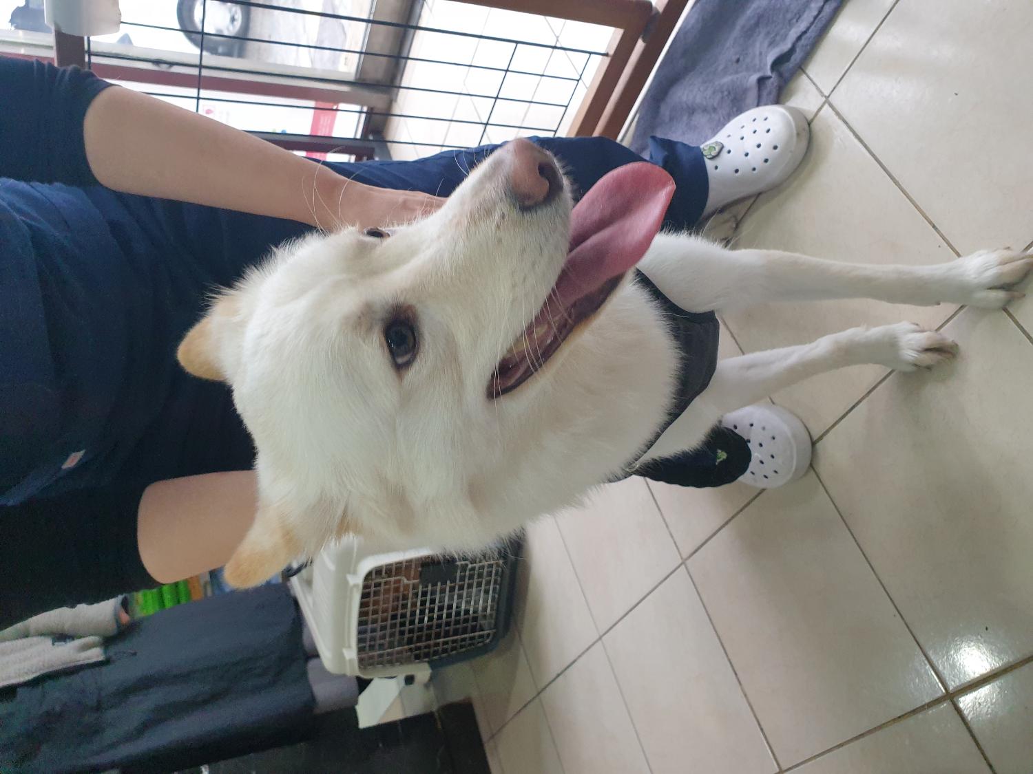 홍익동물병원_411313202400015