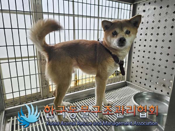 종료(반환) 믹스견…