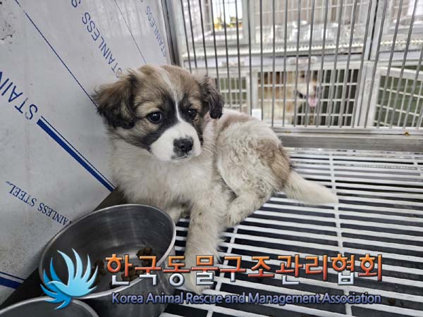 한국동물구조관리협회_441560202400098