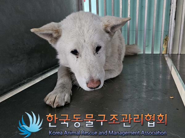 한국동물구조관리협회_441414202400062