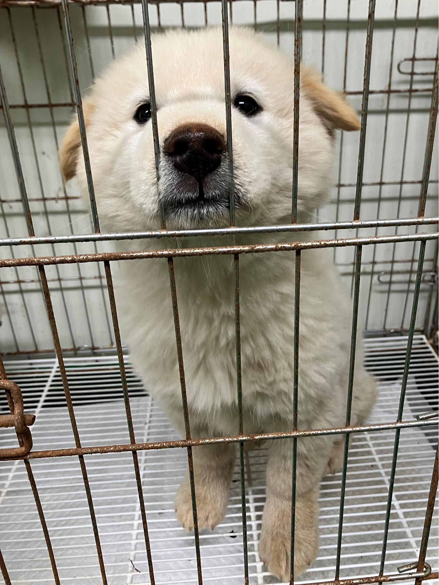 공주시 동물보호소_444450202400033