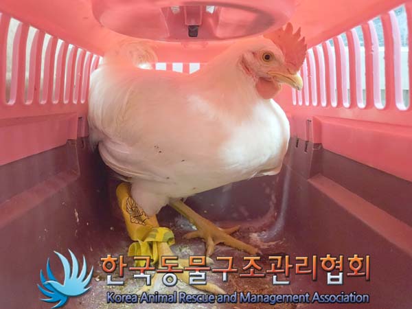 종료(안락사) 닭의…