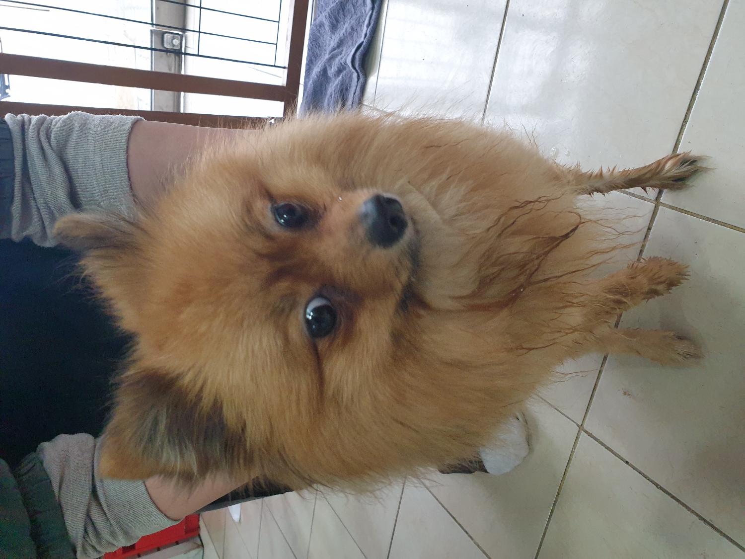 홍익동물병원_411313202400016