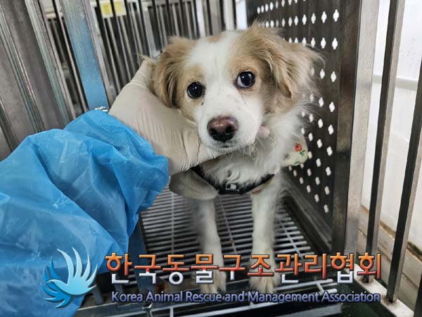 한국동물구조관리협회_411304202400007