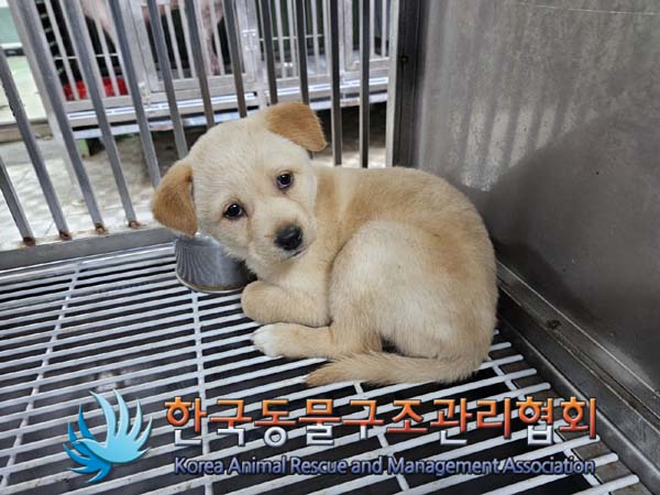 한국동물구조관리협회_411315202400020