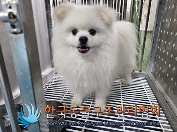 종료(반환) 포메라…