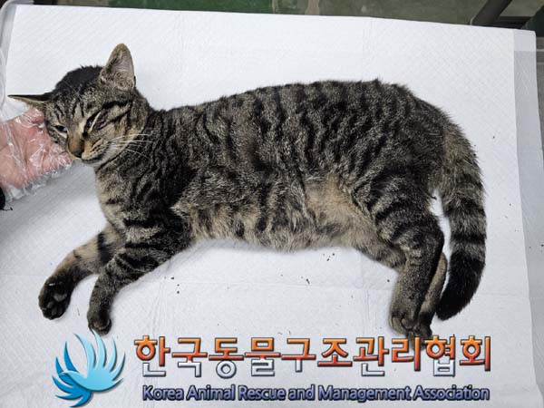 한국동물구조관리협회_411306202400009