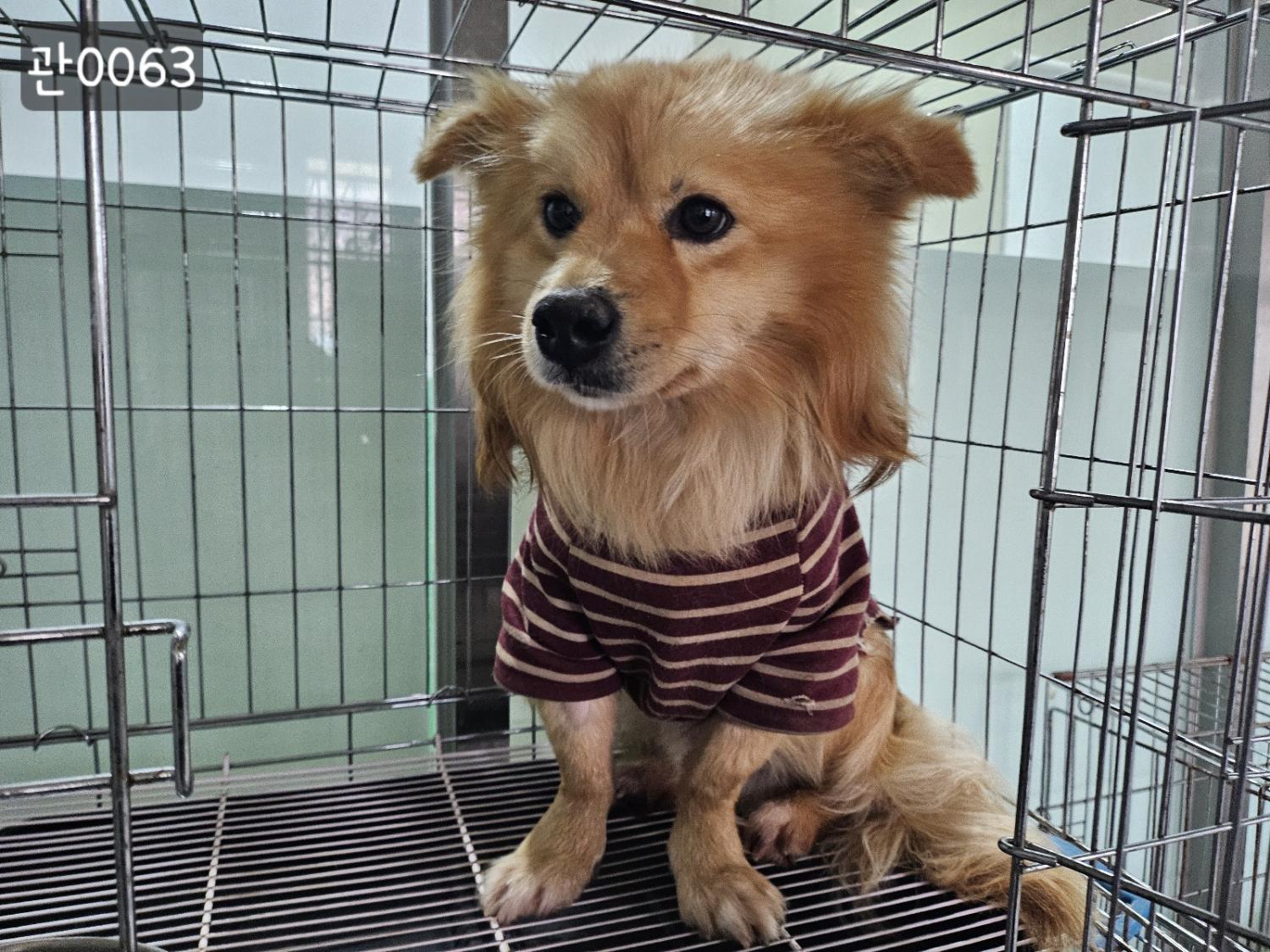 고양시동물보호센터_441394202400063