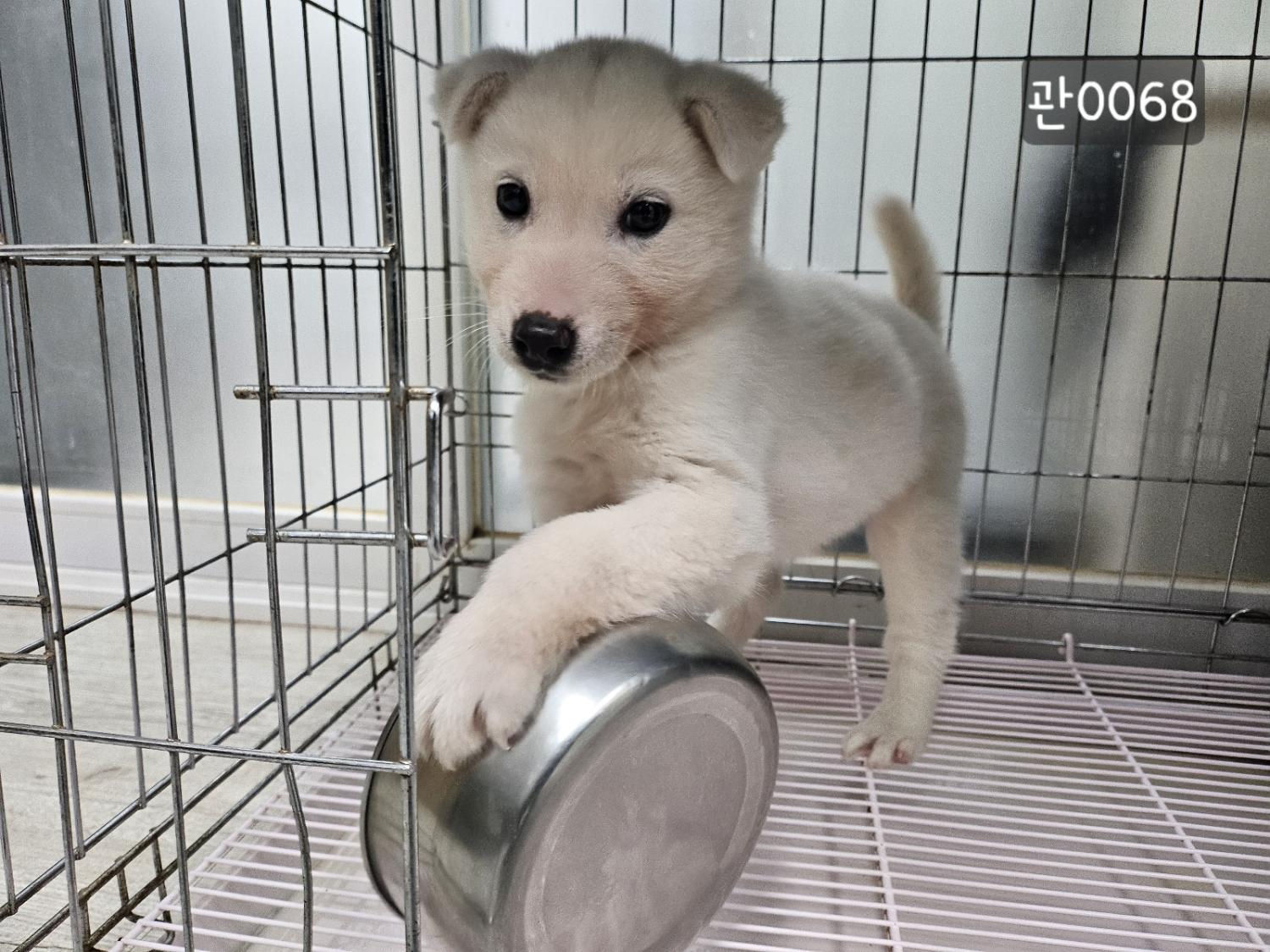 고양시동물보호센터_441394202400068
