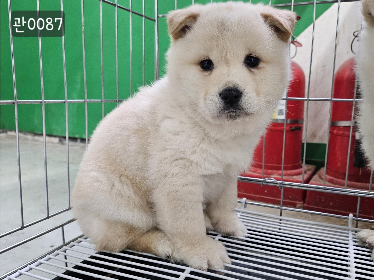 고양시동물보호센터_441394202400087