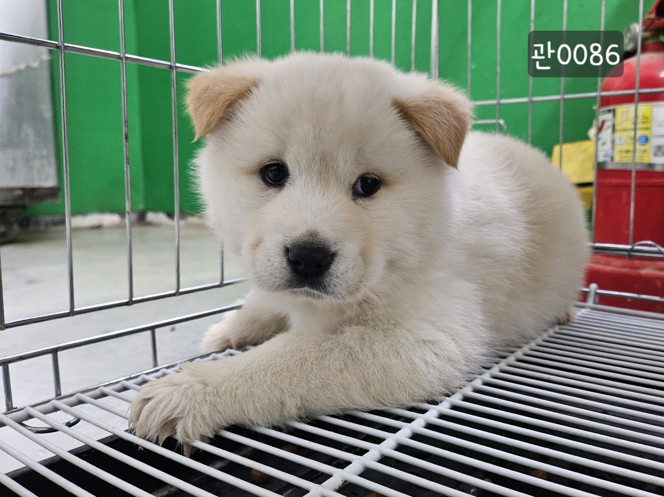 고양시동물보호센터_441394202400086