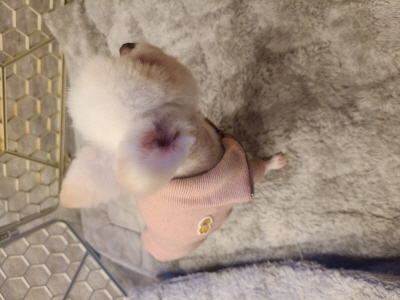 동부유기동물보호협회_426333202400031