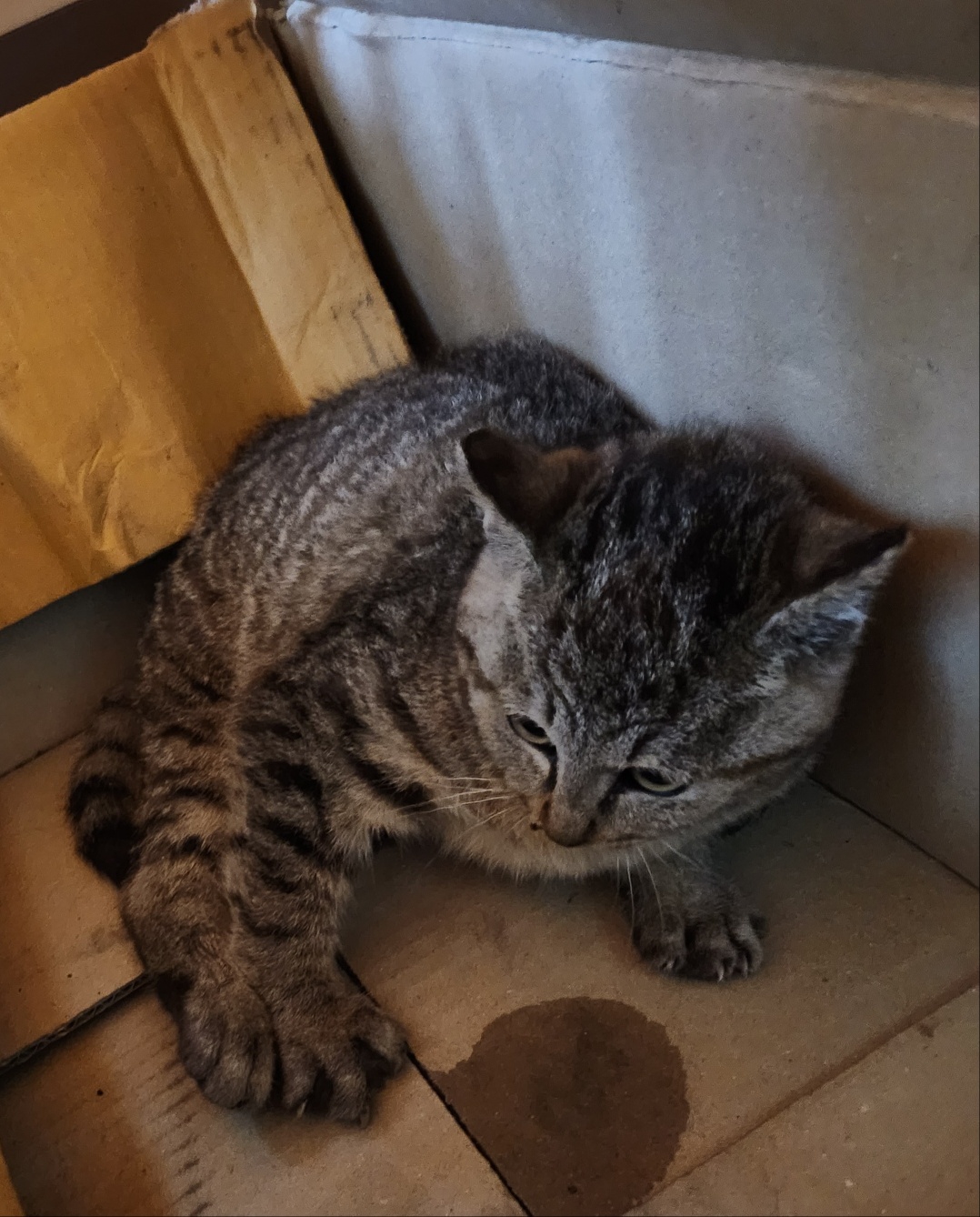 울산유기동물보호센터_431372202400018