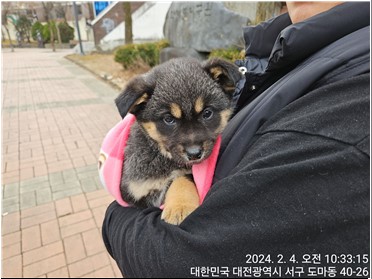 대전동물보호센터_430366202400032