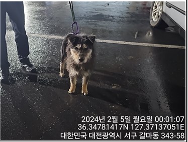 대전동물보호센터_430366202400034