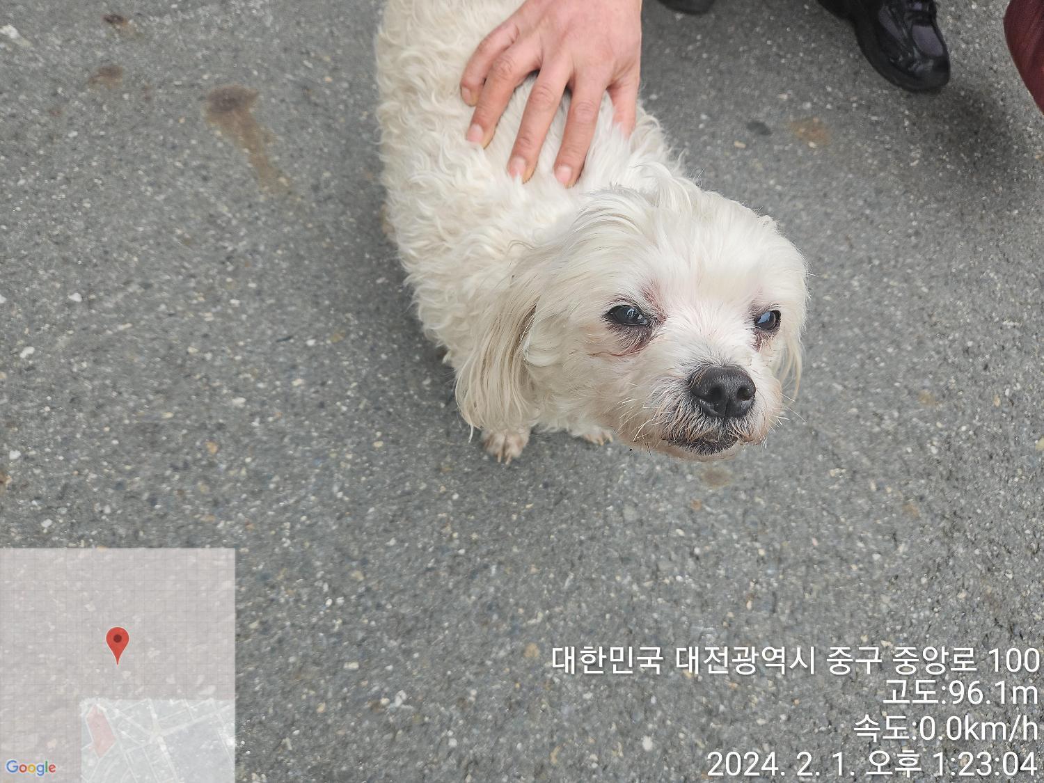 대전동물보호센터_430365202400021