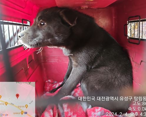 대전동물보호센터_430367202400043