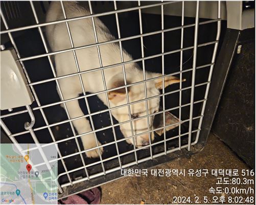 종료(반환) 믹스견…