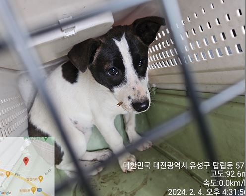 대전동물보호센터_430367202400041