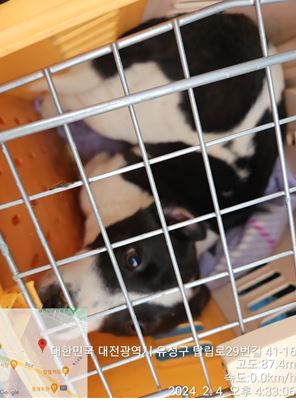 대전동물보호센터_430367202400042