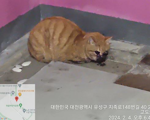 대전동물보호센터_430367202400045