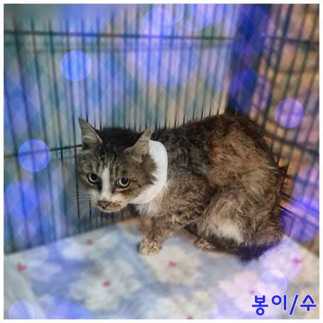 보호중 믹스묘의 가…